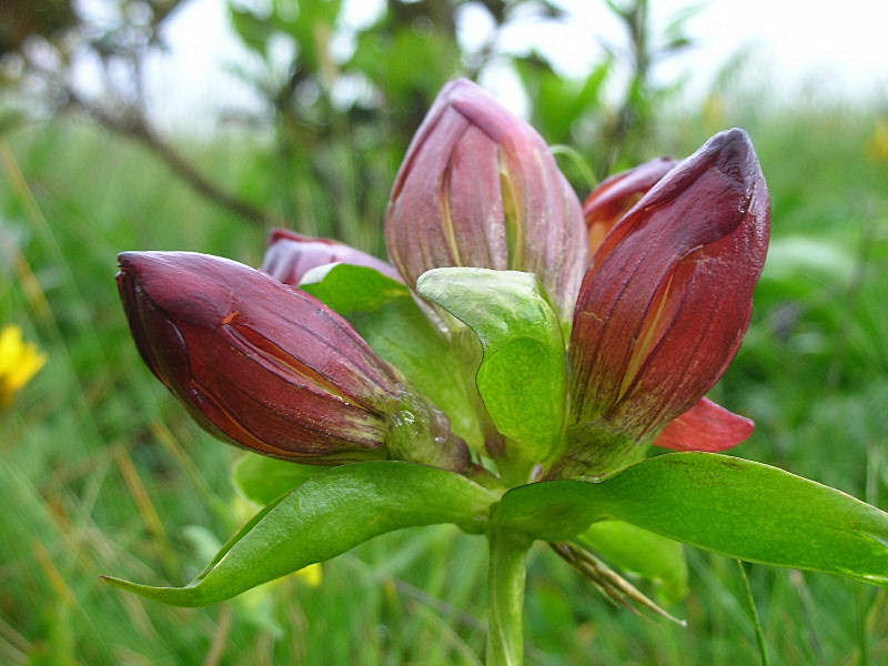 Gentiana purpurea / Genziana porporina